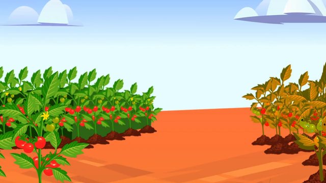 Tuta Force at 00:00: a tomato field under a blue sky, no people. The rows on the left are green with red tomatoes; the rows on the right are yellowing.